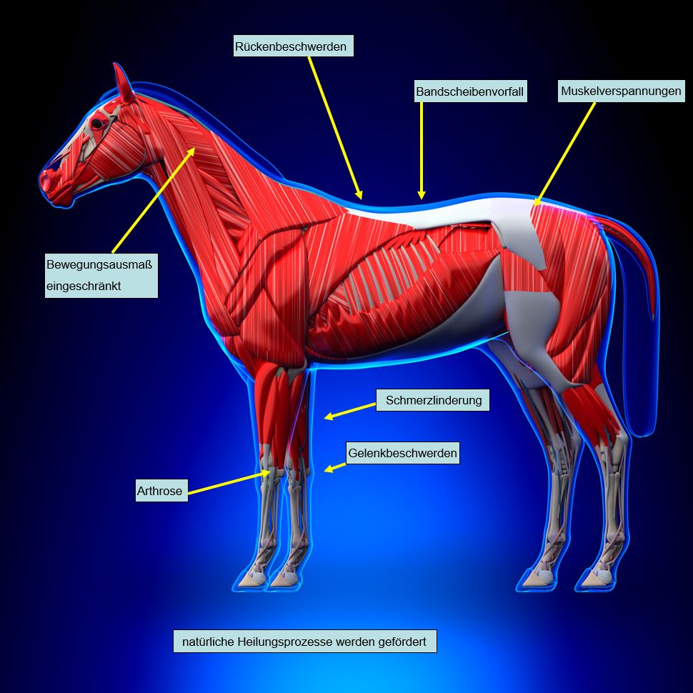 Laserakupunktur Pferd Erfahrungen